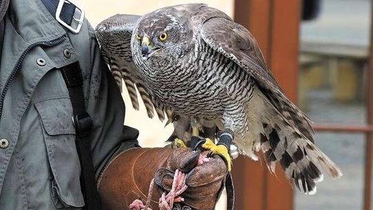 Puławy: Sokoły znów mają robotę na Skwerze Niepodległości