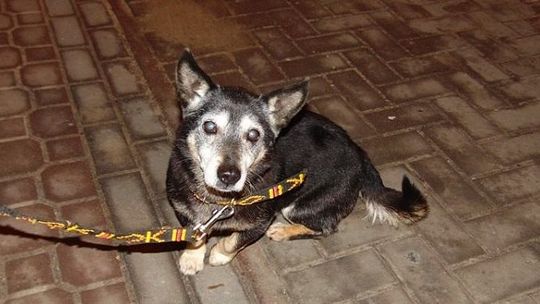 Puławy: Ten pies zaginął 31 grudnia