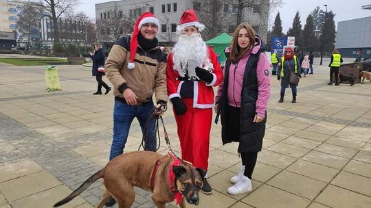 Puławy. Udało się zebrać pół tony karmy dla zwierząt, a Malwina Korpon poprowadzi lekcję w zerówce