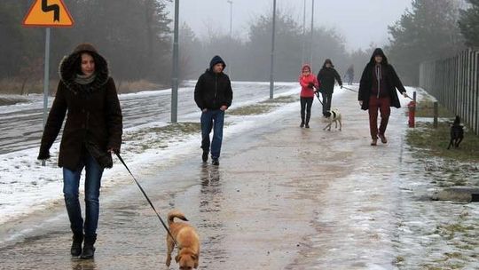 Puławy: Wzięli na spacer psy ze schroniska, niektóre znalazły nowy dom