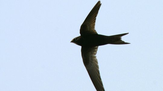 Puławy: Zabierz domek dla jerzyka