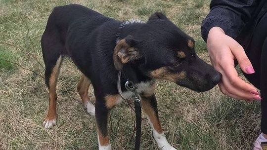 Puławy: Zaginęła suczka Tiami