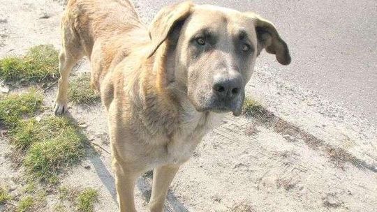 Puławy: „Zakładowe” psy zostaną odłowione