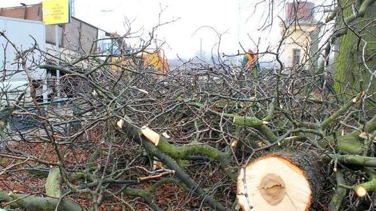 Puławy: Znikają drzewa na stacji kolejowej