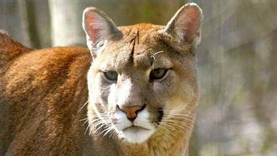 Puma w lasach w okolicach Białej Podlaskiej? Leśnik: To był szok, niedowierzanie i duża dawka adrenaliny