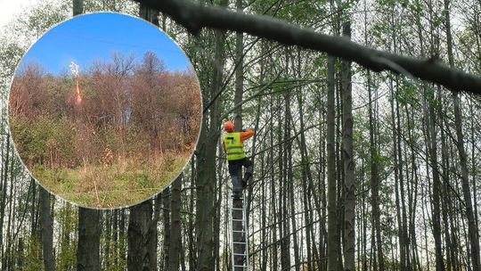 Puścili prąd, a drzewa stanęły w ogniu. Mieszkańcy wsi pod Lublinem boją się o swoje bezpieczeństwo