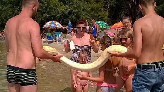 Pyton na plaży w Okunince. Wąż pływał w jeziorze i pełzał po piasku, głaskały go dzieci (zdjęcia)