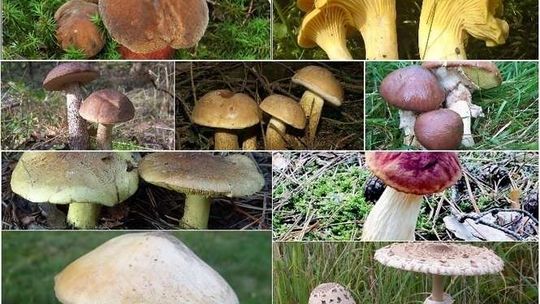 Quiz: jak dobrze znasz się na grzybach?