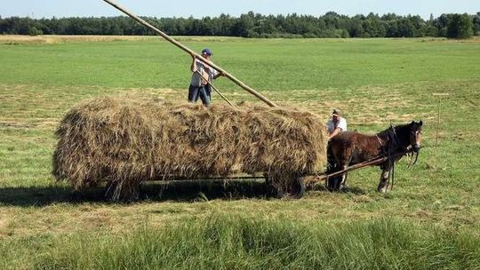 QUIZ: Sprawdź, czy możesz zostać prawdziwym rolnikiem