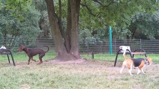 Radna interweniuje. Ogrodzą drzewo na... wybiegu dla psów. Żeby go nie obsikały