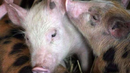 Radna o odstraszaniu uchodźców: Urządźmy wybieg świń wzdłuż granicy gminy