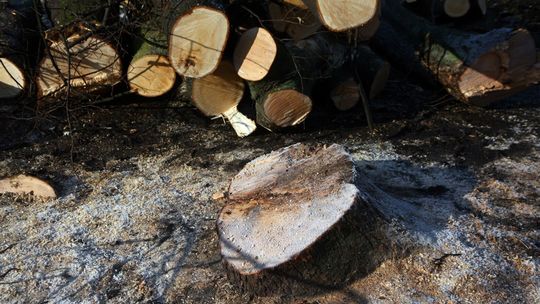 Radna uważa, że „natrętne ptaki dewastują majątek ludzi”. Proponuje wycinkę drzew