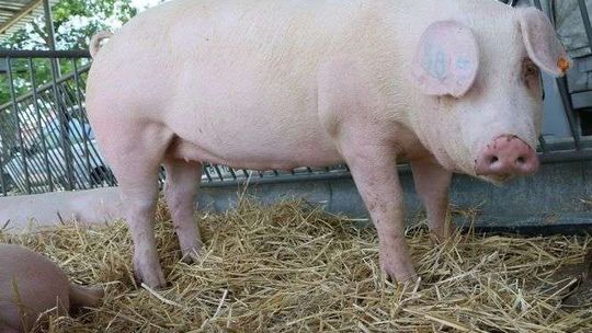 Radni chcą stanu klęski żywiołowej. Nie chcą płotu na granicy