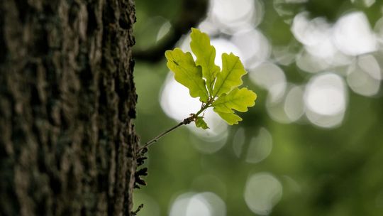 Radni nazwali dąb Zdzisław. Właściciel działki zaskoczony