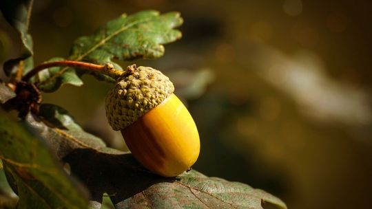 Radni pokłócili się o imię dębu na cmentarzu wojennym. Węgier przegrał z Polakiem, a jeszcze wspominano Niemca