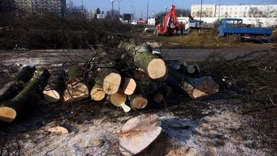 Radni proszą o powstrzymanie wycinki drzew. PiS chciał coś dopisać do apelu