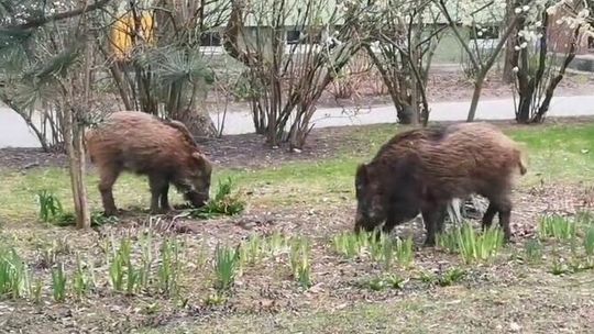Radny chce zasadzki na dziki. Albo znaków ostrzegawczych: „Uwaga! Ludzie”