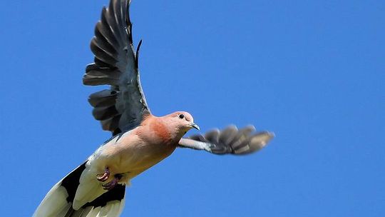 Radny ze Świdnika: Rozwiążmy problem ptasich odchodów