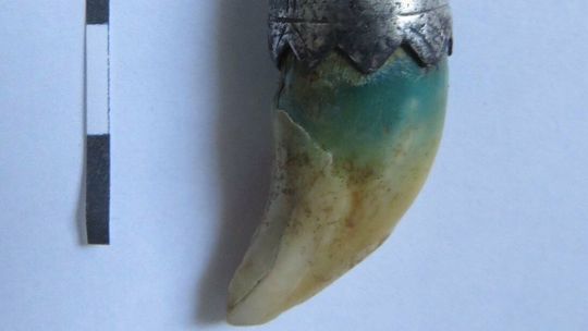 Radzyń Podlaski: Kieł wilka pod pałacem. Są też inne znaleziska