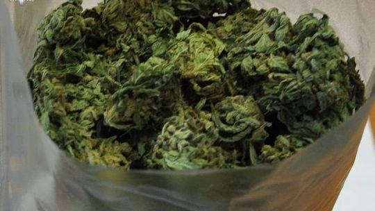 Radzyń Podlaski: Marihuana w domu, plantacja konopi w lesie