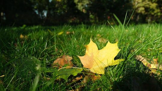 Radzyń Podlaski: Miejski kompostownik przynosi oszczędności 