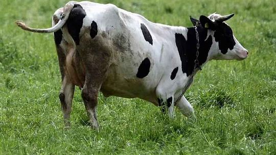 Radzyń Podlaski: Myślał, że kupił zacieloną krowę