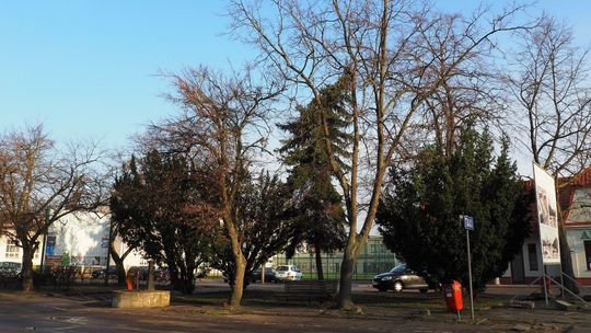 Radzyń Podlaski: Petycja przeciwko wycince złożona. Miasto: "Plac nie będzie betonową patelnią"