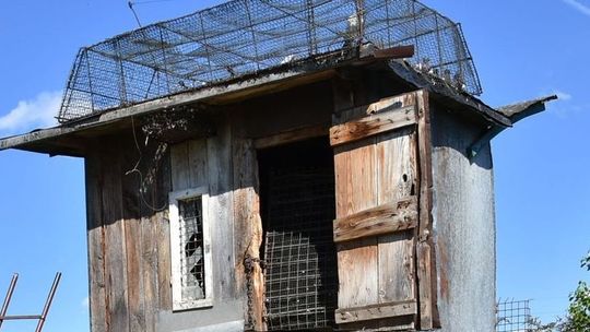 Radzyń Podlaski. Złodziej gołębi zatrzymany. Ukradł 45 ptaków