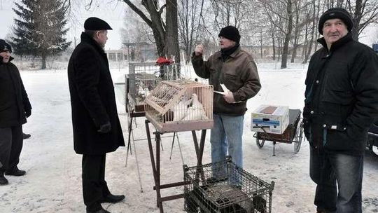 Radzyń Podlaski. Zwierzęta znowu na targowisku