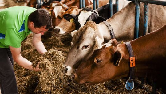 Radzyński Spomlek wolny od GMO. Mleko jest pod specjalną kontrolą