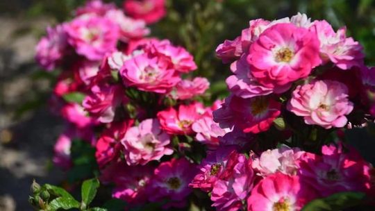 Rajd pieszy Puławy-Końskowola