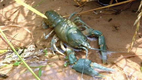 Raki i szczupaki wróciły na wolność. Kłusownicy staną przed sądem