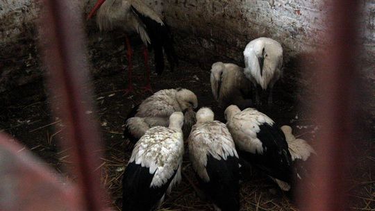 Ranne bociany spod Chełma będą leczone w Lublinie (wideo)