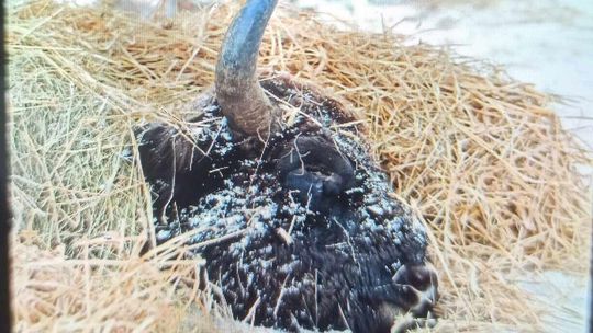 Ranny żubr konał prawie dwie doby. Ekspert: To było znęcanie nad zwierzęciem