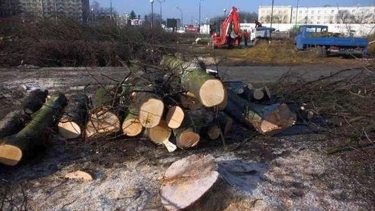 Raport o wycinaniu drzew. Lublin nie wypada źle, ale do ideału daleko