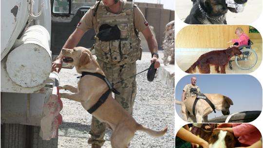 Rasa specjalna: Pies służbowy