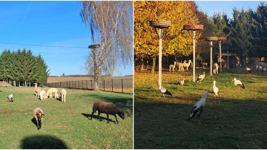 Ratuje, leczy i edukuje. Już nie tylko bociany, ale i inne zwierzęta