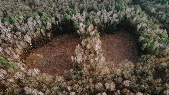 Ratujmy miejskie zielone płuca. W akcję ocalenia Starego Gaju przed wycinką angażują się kolejne osoby