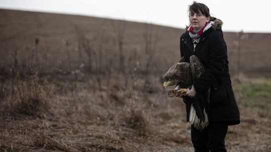 Ratunek przyszedł w porę. Zatruty bielik już na wolności