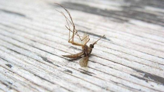 Ratusz jednak powalczy z komarami. Opryski jeszcze w maju