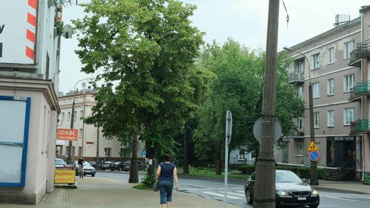 Ratusz przyznaje. Będzie wycinka przy ul. Lipowej i Al. Racławickich