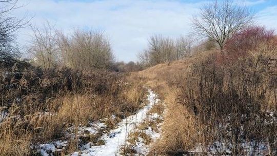 Referendum w Lublinie. Wyznaczono miejsca, gdzie można agitować ws. górek czechowskich