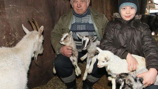 Rekordowe kozie narodziny – na świat przyszły cztery koźlątka (zdjęcia)