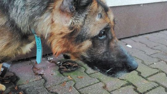 Reks był przetrzymywany w dramatycznych warunkach. Teraz wraca do zdrowia