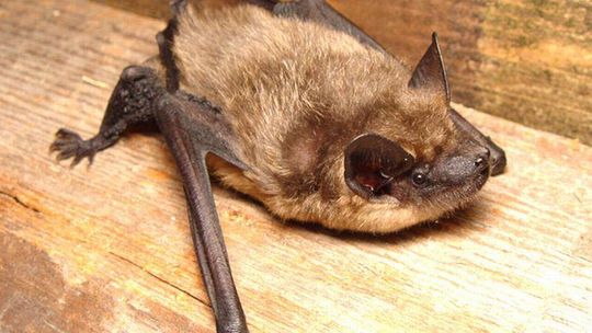 Remont sypialni dla nietoperzy