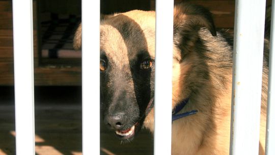 Restauratorzy pomagają zwierzakom. Zbiórka karmy dla puławskiego schroniska