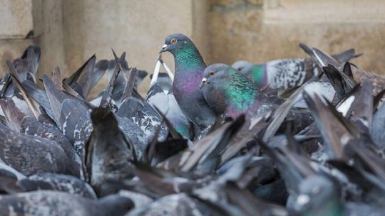 Resztki z obiadu wyrzucają przez balkon. Gołębie znają już ten adres 
