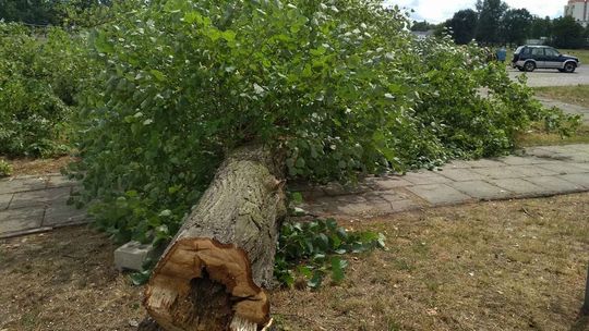 Rewitalizacja zaczęła się od wycinki drzew. Kolidowały z projektem przebudowy