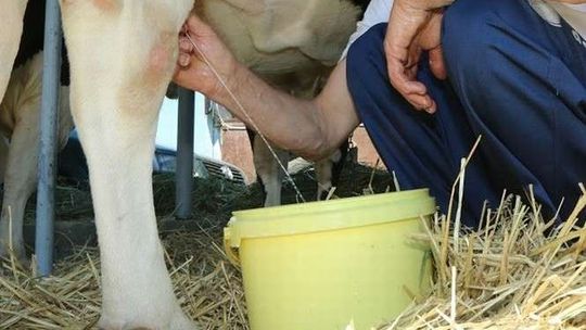 Rewolucja na rynku mleczarskim. Spółdzielnia eliminuje pasze GMO