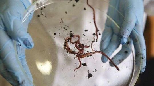 Rewolucyjne odkrycie lubelskich naukowców. Dżdżownicą w raka